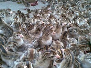最實惠江蘇珍珠雞苗批發,南京珍珠雞苗出售,連云港珍珠雞苗批發_農副產品_世界工廠網中國產品信息庫