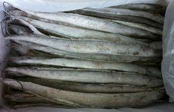 帶魚價格_供應連云港 帶魚_廣東廣州市帶魚生產(chǎn)供應商_冷凍粗加工水產(chǎn)品盡在搜了網(wǎng)